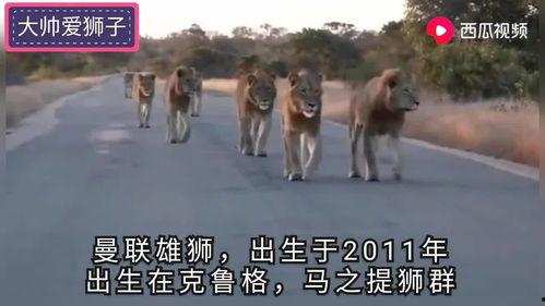 雄狮3 电影在线观看,王者归来——在线观影，见证传奇荣耀